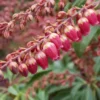 Pieris Japonica Passion
