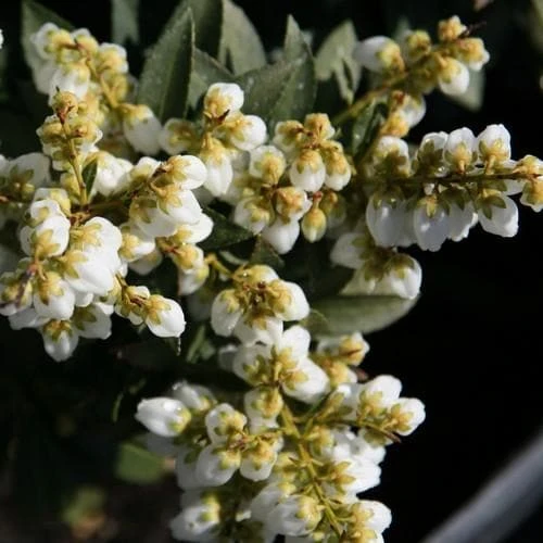 Pieris Japonica Sarabande 2 Pieris Japonica Sarabande - Image 2