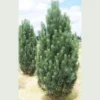 Pinus Strobus Fastigiata