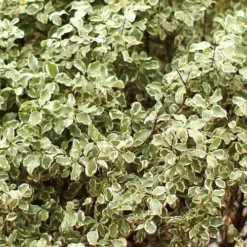 Future Forests -Future Forests Pittosporum ten Silver Queen 02