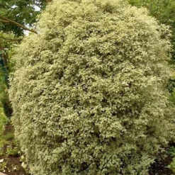 Pittosporum Tenuifolium Silver Queen -Future Forests Pittosporum ten Silver Queen 04