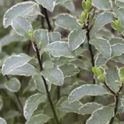 Pittosporum Tenuifolium Silver Queen -Future Forests Pittosporum ten Silver Queen 05