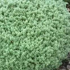 Pittosporum Tenuifolium Golf Ball 13 Pittosporum Tenuifolium Golf Ball -Future Forests Pittosporum tenuifolium Golf Ball 03