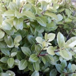 Pittosporum Tenuifolium Golf Ball 14 Pittosporum Tenuifolium Golf Ball -Future Forests Pittosporum tenuifolium Golf Ball 04