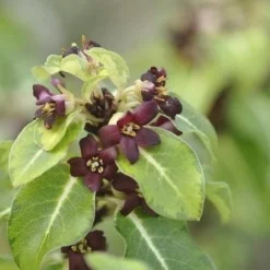 Pittosporum Tenuifolium Gold Star -Future Forests Pittosporum tenuifolium Gold Star 03x