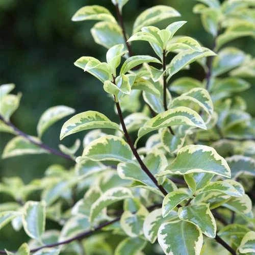 Pittosporum Tenuifolium Variegatum 2 Pittosporum Tenuifolium Variegatum - Image 2