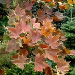 Platanus Orientalis Mirkovec -Future Forests Platanus orientalis Mirkovec 03x