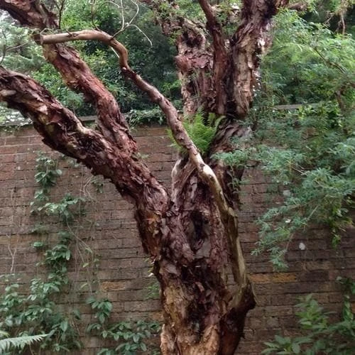 Polylepis Australis 1 Polylepis Australis