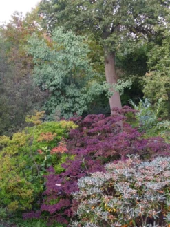 Populus Jacquemontii Glauca -Future Forests Populus jacquemontii Glauca 03x
