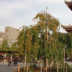 Prunus Kiku-Shidare-Sakura -Future Forests Prunus Kiku shidare sakura 03x