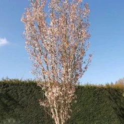 Prunus Spire -Future Forests Prunus Spire 04