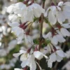 Prunus X Incisa Woodfield Cluster