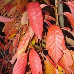 Prunus Amanogawa - Flagpole Cherry 5 Prunus Amanogawa - Flagpole Cherry -Future Forests Prunus Amanagowa 05x