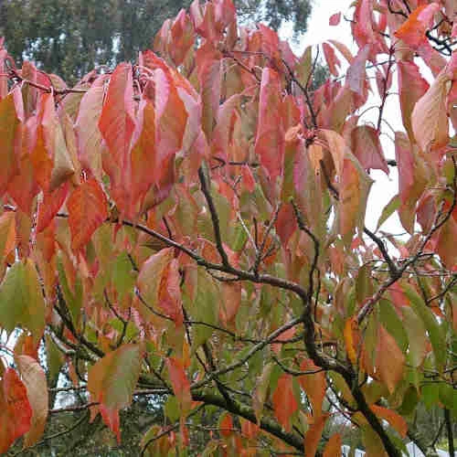 Prunus Shizuka/Fragrant Cloud 2 Prunus Shizuka/Fragrant Cloud - Image 2