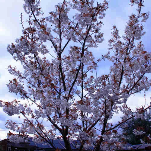 Prunus Shizuka/Fragrant Cloud 3 Prunus Shizuka/Fragrant Cloud - Image 3
