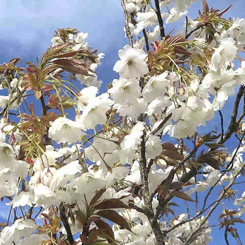 Prunus Shizuka/Fragrant Cloud 4 Prunus Shizuka/Fragrant Cloud - Image 4