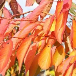 Prunus Shirofugen 10 Prunus Shirofugen -Future Forests Prunus Shirofugen 05x