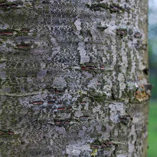 Prunus Shirofugen 6 Prunus Shirofugen - Image 6