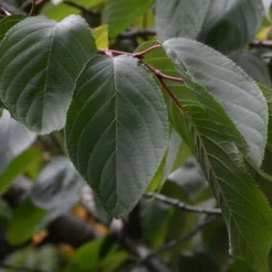 Prunus Shirofugen 8 Prunus Shirofugen -Future Forests Prunus Shirofugen 07