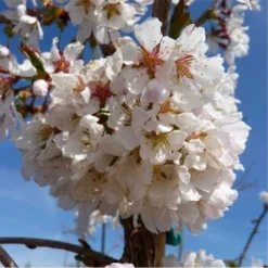 Prunus Snow Showers 7 Prunus Snow Showers -Future Forests Prunus Snow Showers 04x