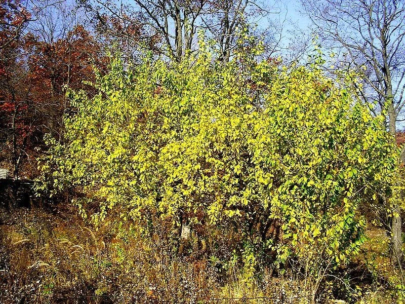 Prunus Cerasifera 2 Prunus Cerasifera - Image 2