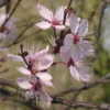 Prunus Cerasifera Nigra