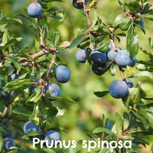 Native Wildlife Fruiting Hedge Mix 9 Native Wildlife Fruiting Hedge Mix - Image 9