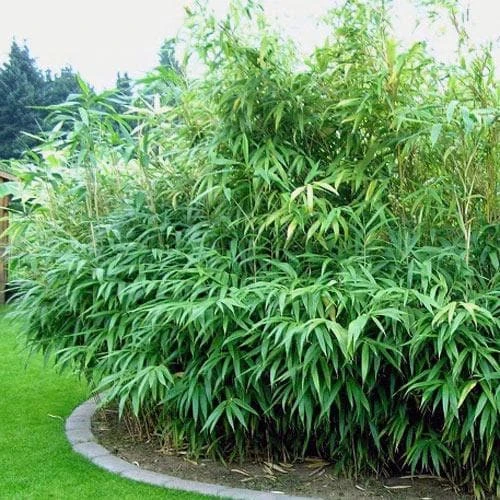 Pseudosasa Japonica 2 Pseudosasa Japonica - Image 2