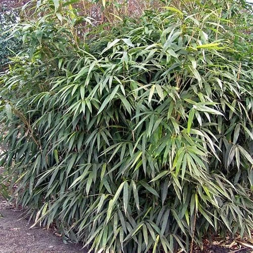 Pseudosasa Japonica 3 Pseudosasa Japonica - Image 3