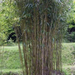 Pseudosasa Japonica 8 Pseudosasa Japonica -Future Forests Pseudosasa japonica 04