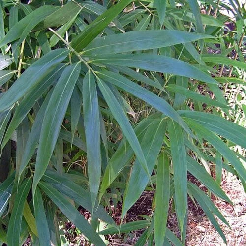 Pseudosasa Japonica 5 Pseudosasa Japonica - Image 5