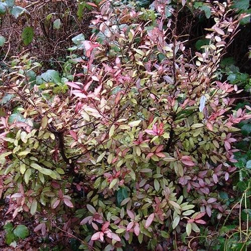 Pseudowintera Colorata 3 Pseudowintera Colorata - Image 3