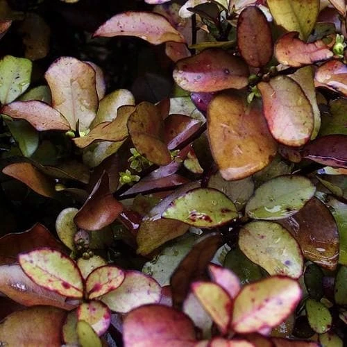 Pseudowintera Colorata 1 Pseudowintera Colorata