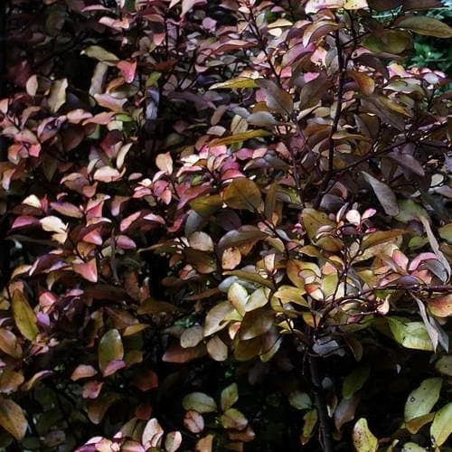 Pseudowintera Colorata 2 Pseudowintera Colorata - Image 2