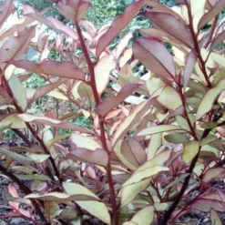 Pseudowintera Colorata Marjorie Congreve -Future Forests Pseudowintera colorata Marjorie Congreve01