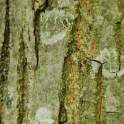 Pterocarya Rhoifolia - Japanese Wingnut 6 Pterocarya Rhoifolia - Japanese Wingnut -Future Forests Pterocarya Rhoifolia 03 ceaa7e80 41c7 4694 bf9e 131bd1ae524d