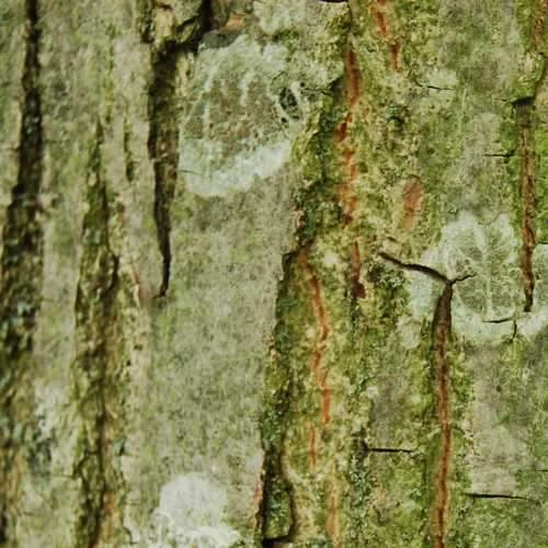 Pterocarya Rhoifolia - Japanese Wingnut 3 Pterocarya Rhoifolia - Japanese Wingnut - Image 3