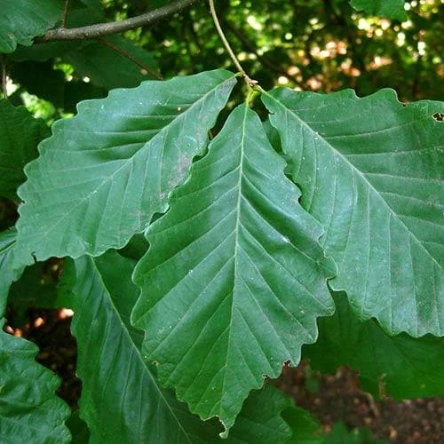 Quercus Bicolor - Swamp White Oak 4 Quercus Bicolor - Swamp White Oak - Image 4