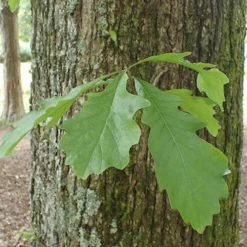Quercus Bicolor - Swamp White Oak 9 Quercus Bicolor - Swamp White Oak -Future Forests Quercus bicolor 05