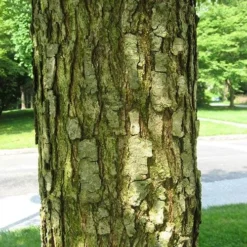 Quercus Lyrata - Overcup Oak -Future Forests Quercus lyrata 02