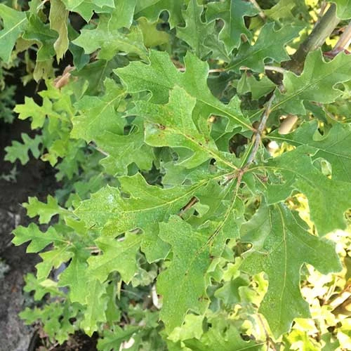 Quercus Nuttallii - Nuttall’s Oak 3 Quercus Nuttallii - Nuttall’s Oak - Image 3