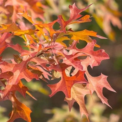 Quercus Nuttallii - Nuttall’s Oak 2 Quercus Nuttallii - Nuttall’s Oak - Image 2