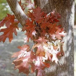 Quercus Nuttallii - Nuttall’s Oak 11 Quercus Nuttallii - Nuttall’s Oak -Future Forests Quercus nutallii 06