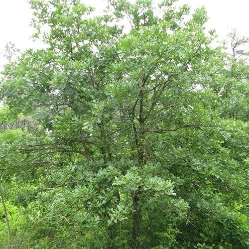 Quercus Stellata 2 Quercus Stellata - Image 2