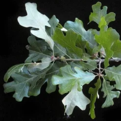 Quercus Stellata 8 Quercus Stellata -Future Forests Quercus stellata 03