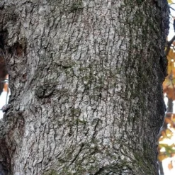 Quercus Stellata 9 Quercus Stellata -Future Forests Quercus stellata 04