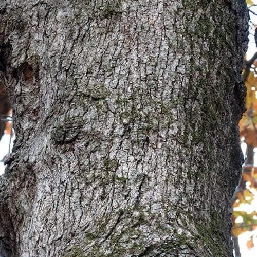 Quercus Stellata 4 Quercus Stellata - Image 4