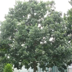 Quercus X Kewensis 10 Quercus X Kewensis -Future Forests Quercus x kewensis 01