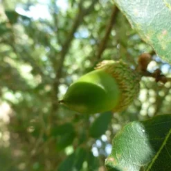 Quercus X Kewensis 9 Quercus X Kewensis -Future Forests Quercus x kewensis 02