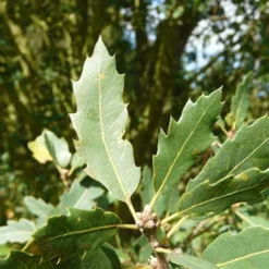 Quercus X Kewensis 8 Quercus X Kewensis -Future Forests Quercus x kewensis 03